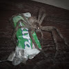 Are Huntsman Spider Bites Dangerous To Cats - 10 Snakes, Spiders and Other Creatures That Are Dangerous ... - In europe, the spider's bite has long been considered harmless to humans.