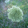 Queen Anne's Lace