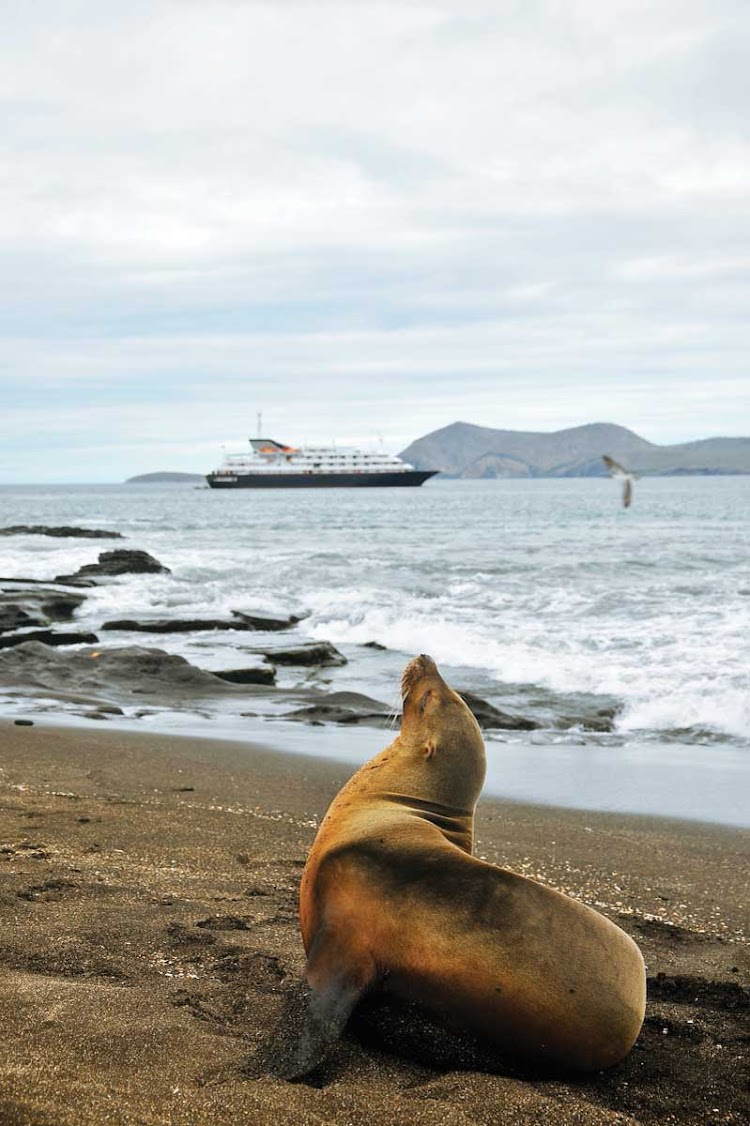 A Galapagos sea lion in repose.