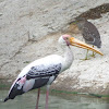 Painted Stork& Night Heron