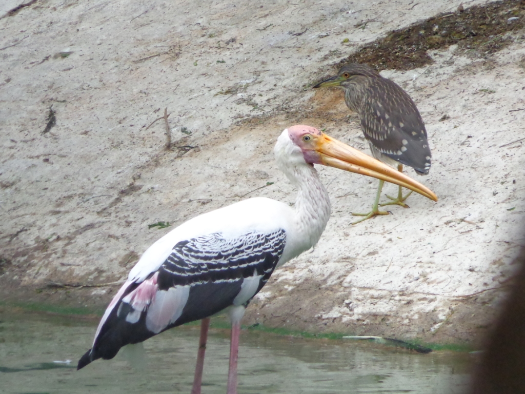 Painted Stork& Night Heron