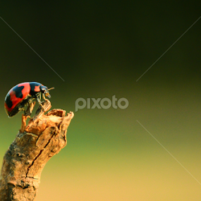 Mini by Himanshu Maya - Animals Insects & Spiders