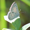 Common Hedge Blue