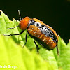 Clay-colored leaf beetle