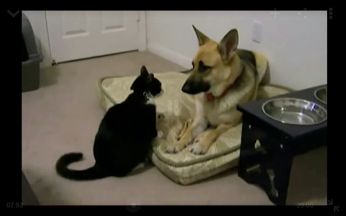 Funny Video Clips(圖5)-速報App