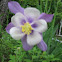 Columbine