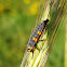 Seven-spot Ladybird Larva