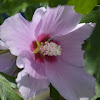 Rose of Sharon, Rose Mallow, St Joseph's rod