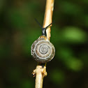 Eastern Forest Snail