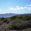 Flora Isla del Ciervo