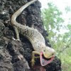 Lagartija cocodrilo (Crocodile lizard)