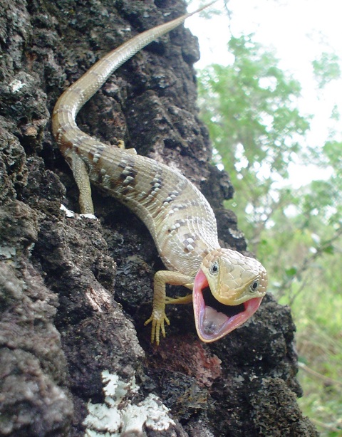 Lagartija cocodrilo (Crocodile lizard)