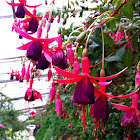 Fuschia