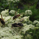 Yellow-jacket wasp and Bald face wasp