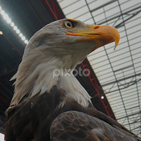 by Joaquim Martins Araujo - Animals Birds