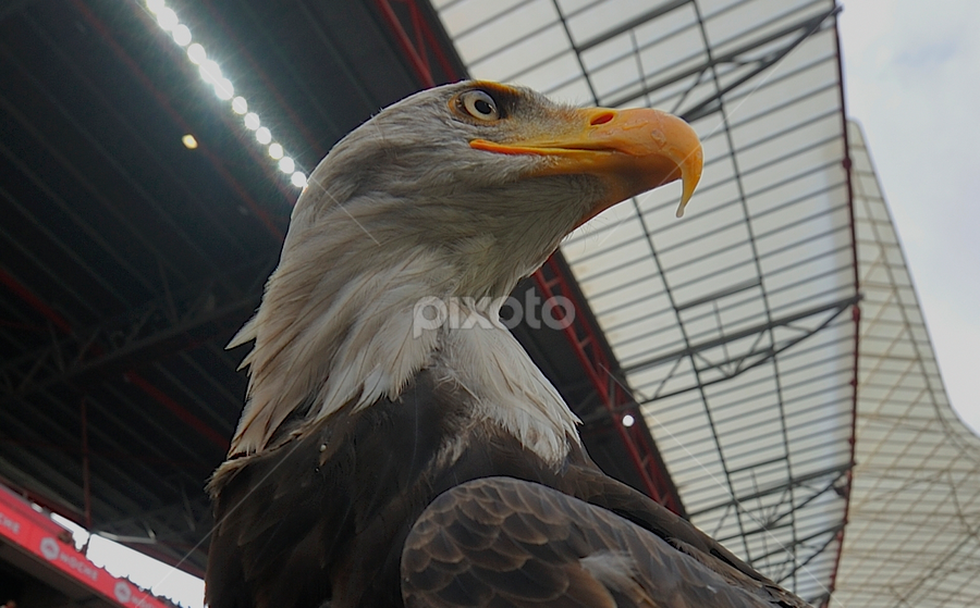by Joaquim Martins Araujo - Animals Birds