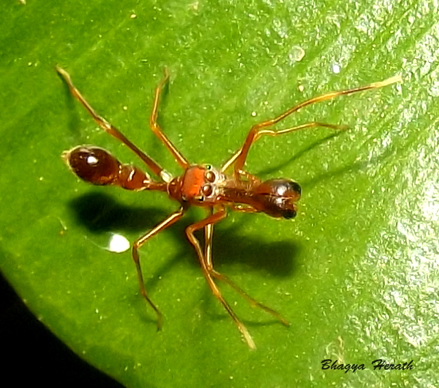 Ant mimicking jumping spider - male