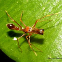Ant mimicking jumping spider - male