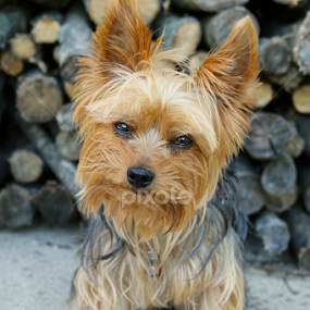 I am just happy by Sydney Rohmann - Animals - Dogs Portraits