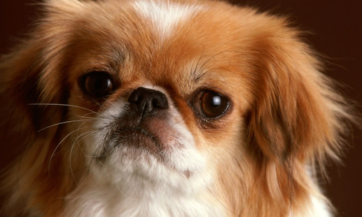 Cute Dogs Wallpapers Screenshots 3