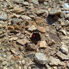 Red Admiral