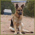 Kerschberger German Shepherds logo