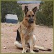 Kerschberger German Shepherds