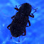 Riffle Beetle