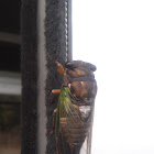 Annual cicada