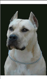 perros.todas races and photos poster 4