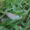 Lesser grass blue butterfly
