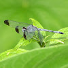 Tropical Skimmer (male)