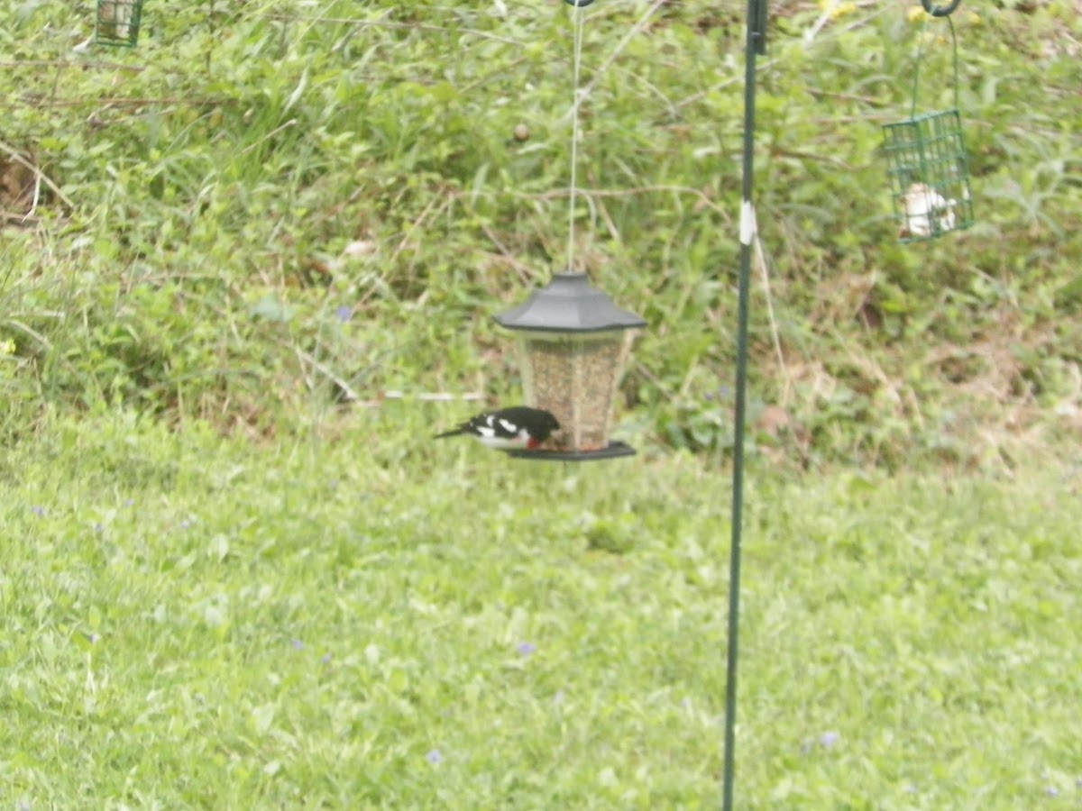 Rose-breasted Grosbeak