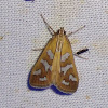 Fractured Western Snout Moth