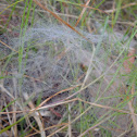 Funnel Web Spider nest