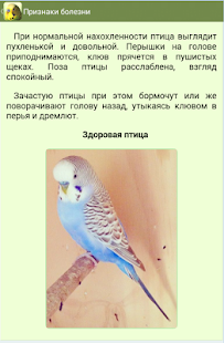 Попугаи(圖6)-速報App