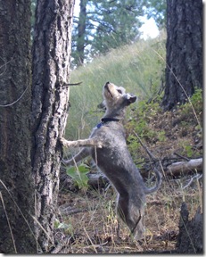 4 Miss G. going nuts over Mr. Squirrel.