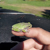 Eastern Gray Tree Frog