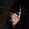 Barn spider