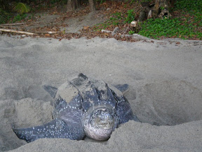 Turtles in Trinidad