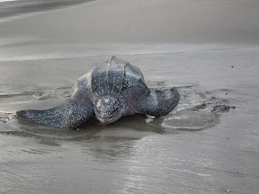 Turtle in Trinidad