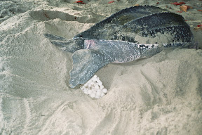 Turtles in Trinidad