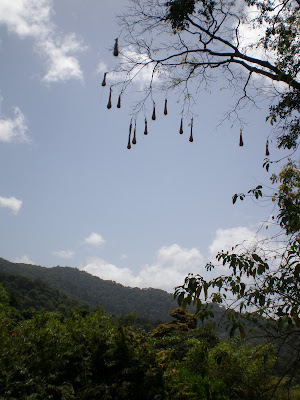 Hanging bird nests