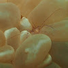 Bubble Coral Shrimp