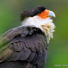 Crested Caracara