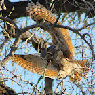 Great Horned Owl