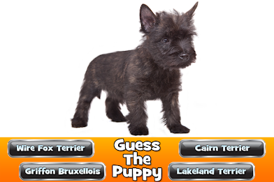 Guess The Puppy 2 Trivia Game poster 10