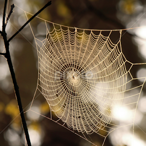 Web and sun rays II by Milan Horejsi - Nature Up Close Webs