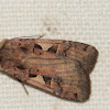 Lesser-black-letter-dart-moth