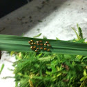Lady bug eggs, Citronella grass